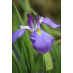 Iris ensata 'Mandarin'