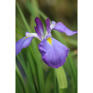 IRIS ensata \'Mandarin\'