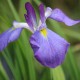 Iris ensata 'Mandarin'