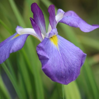 Iris ensata &#039;Mandarin&#039;