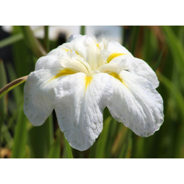 IRIS ensata \'Apollo\'