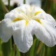 IRIS ensata 'Apollo'