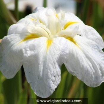 IRIS ensata &#039;Apollo&#039;