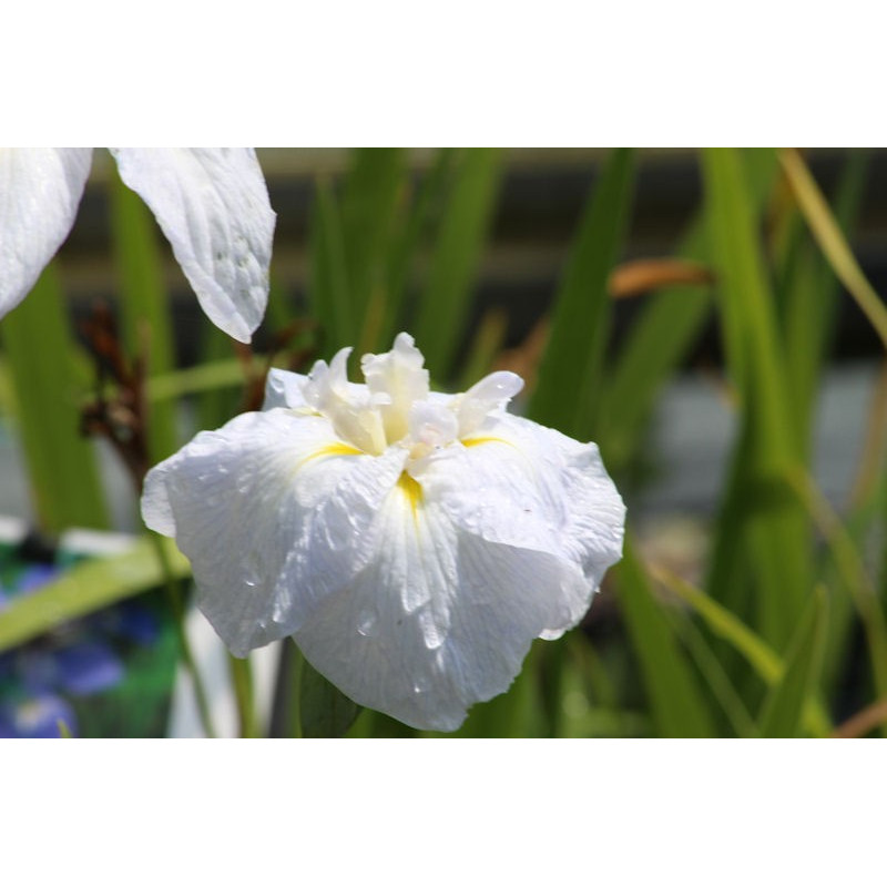 IRIS ensata 'Apollo' IRIS ensata 'Apollo'