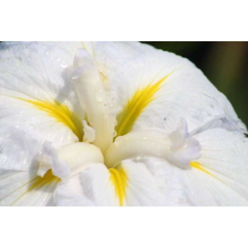 IRIS ensata 'Apollo' IRIS ensata 'Apollo'