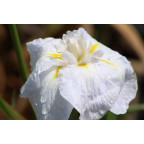 IRIS ensata 'Apollo' IRIS ensata 'Apollo'