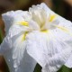 IRIS ensata 'Apollo'