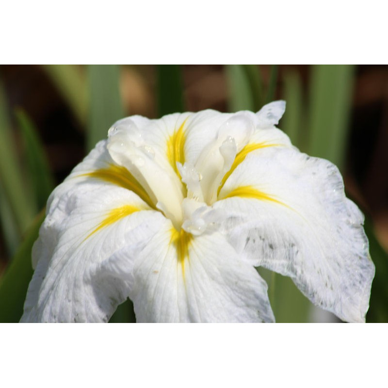 IRIS ensata 'Apollo' IRIS ensata 'Apollo'