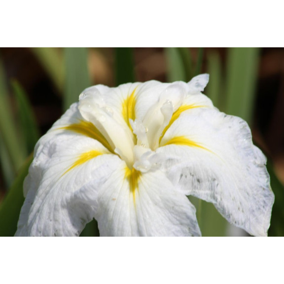 IRIS ensata 'Apollo'