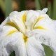 IRIS ensata 'Apollo'