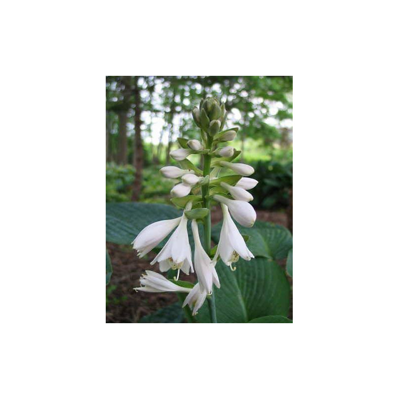 HOSTA 'Big Daddy' HOSTA 'Big Daddy'