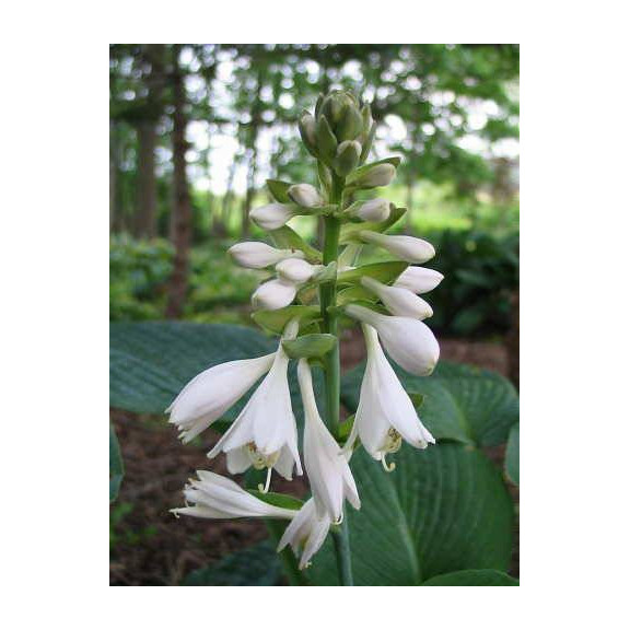 HOSTA 'Big Daddy'