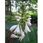 HOSTA 'Big Daddy' HOSTA 'Big Daddy'