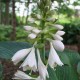 HOSTA 'Big Daddy'