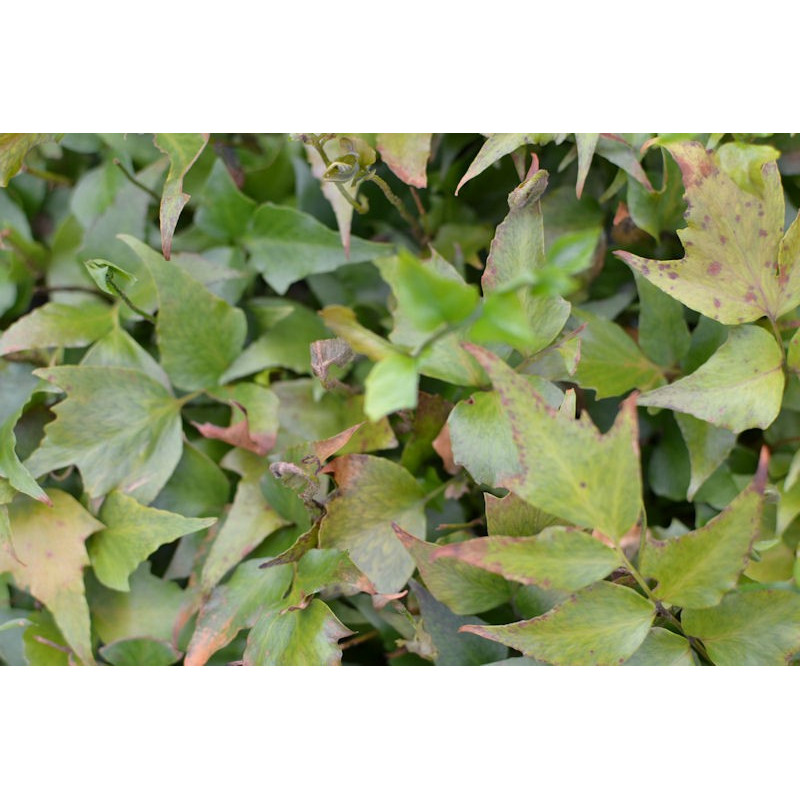 CYRTOMIUM falcatum