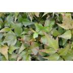 CYRTOMIUM falcatum