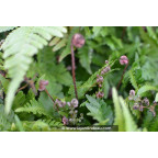 DRYOPTERIS erythrosora DRYOPTERIS erythrosora