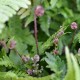 DRYOPTERIS erythrosora