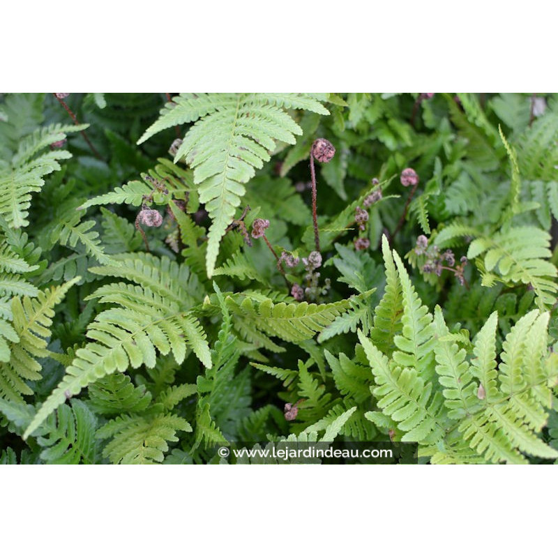 DRYOPTERIS erythrosora DRYOPTERIS erythrosora