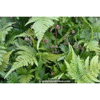 DRYOPTERIS erythrosora DRYOPTERIS erythrosora