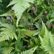 DRYOPTERIS erythrosora