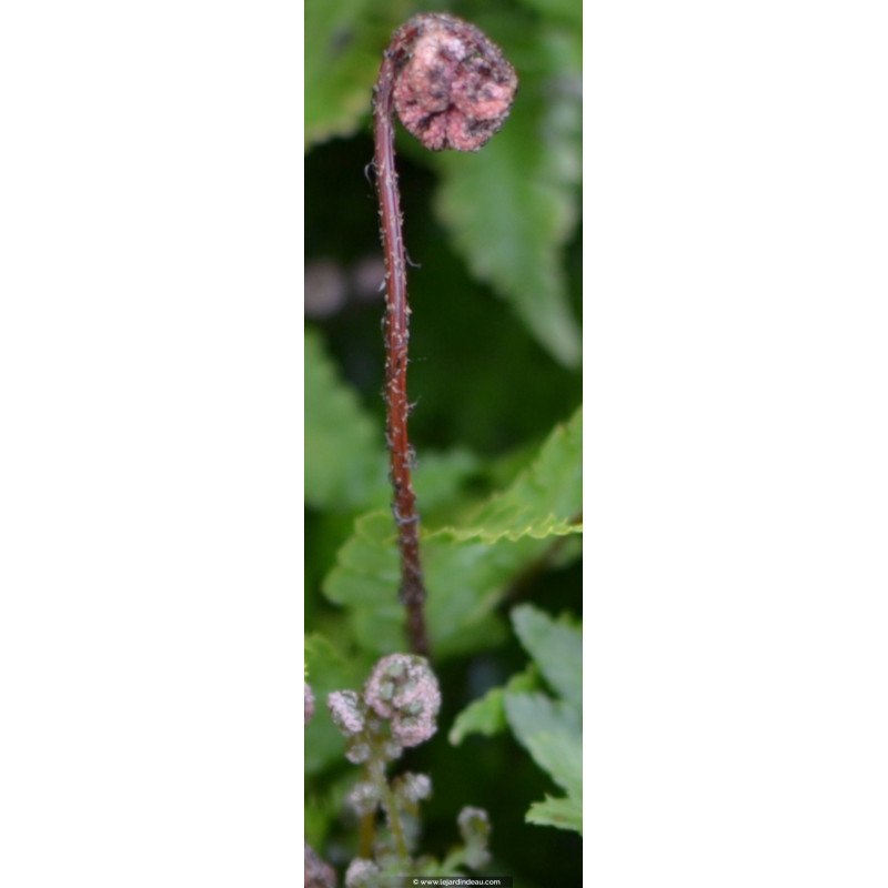 DRYOPTERIS erythrosora DRYOPTERIS erythrosora
