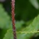 DRYOPTERIS erythrosora