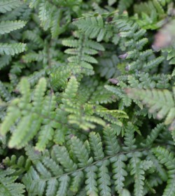 DRYOPTERIS affinis