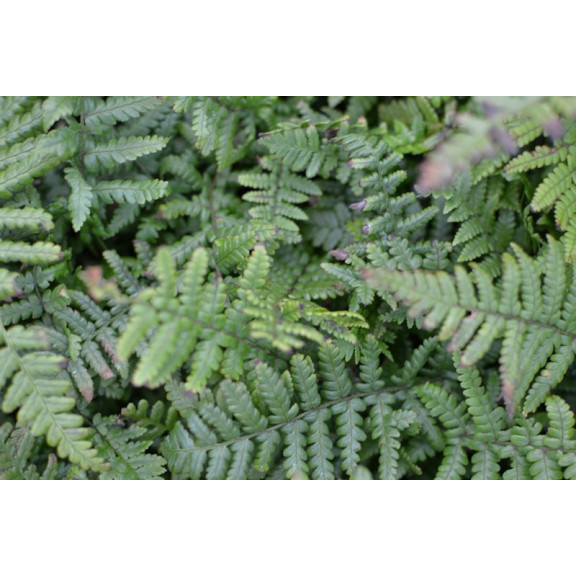 Dryopteris affinis