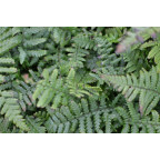 Dryopteris affinis Dryopteris affinis