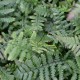 Dryopteris affinis