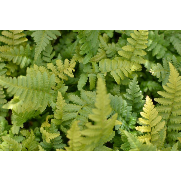 DRYOPTERIS filix-mas