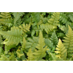 DRYOPTERIS filix-mas