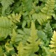 DRYOPTERIS filix-mas