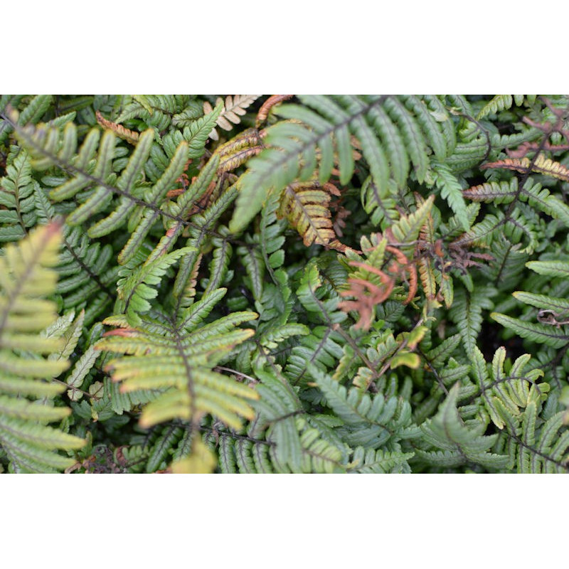 DRYOPTERIS wallichiana