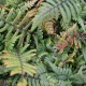 DRYOPTERIS wallichiana