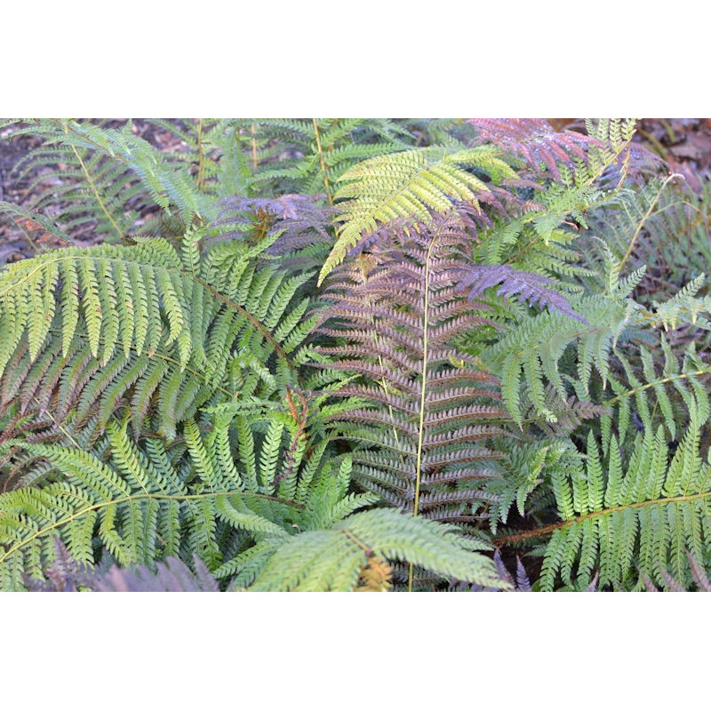 POLYSTICHUM setiferum
