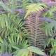 POLYSTICHUM setiferum