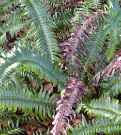 POLYSTICHUM munitum