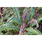 POLYSTICHUM munitum