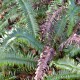 POLYSTICHUM munitum