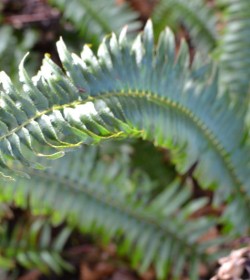 POLYSTICHUM munitum