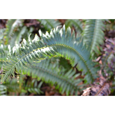 POLYSTICHUM munitum