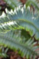 POLYSTICHUM munitum
