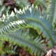 POLYSTICHUM munitum