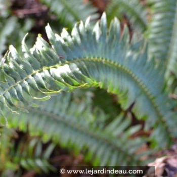 POLYSTICHUM munitum
