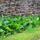 BERGENIA cordifolia