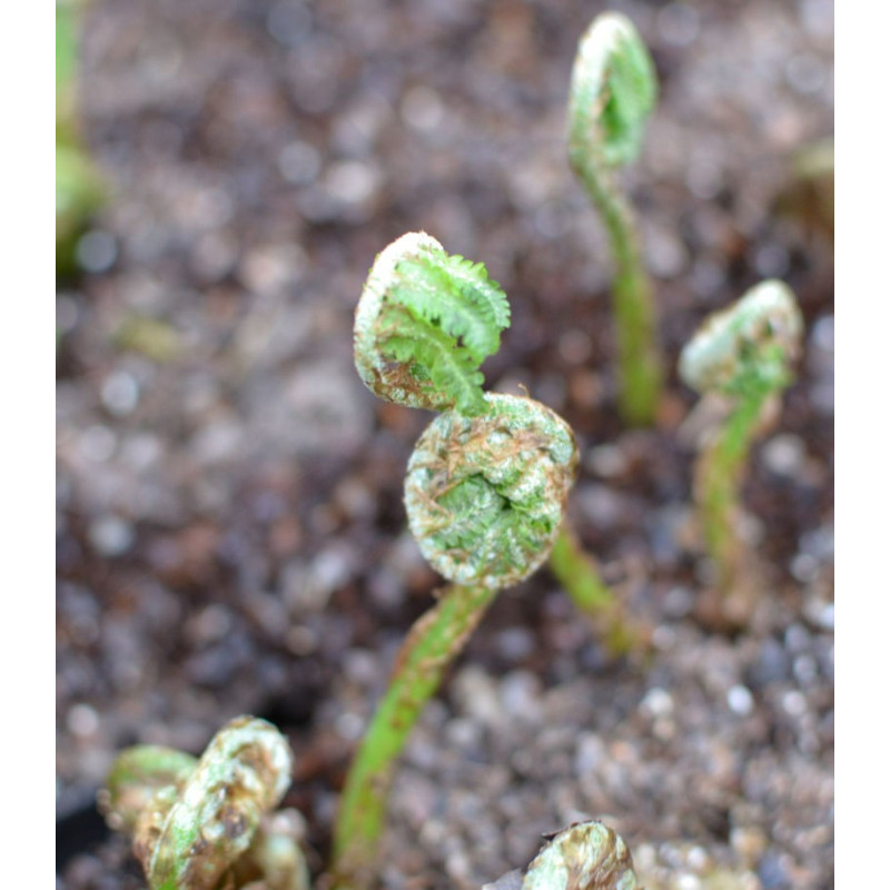 MATTEUCCIA orientalis