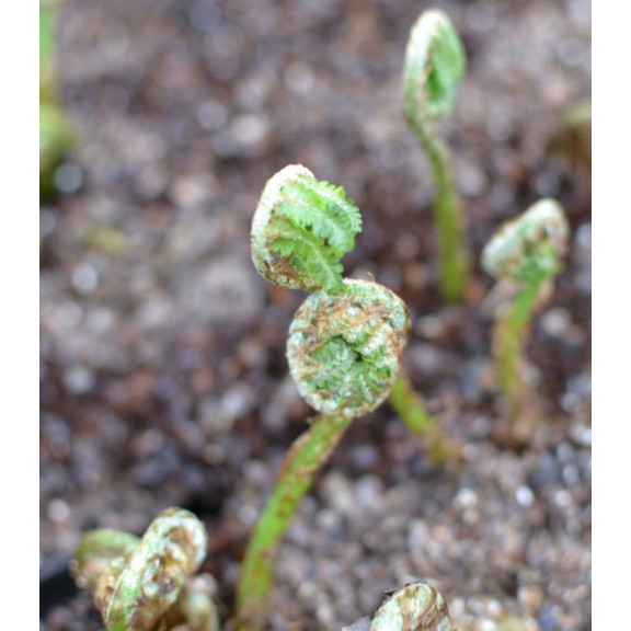 MATTEUCCIA orientalis