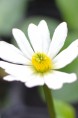 CALTHA leptosepala